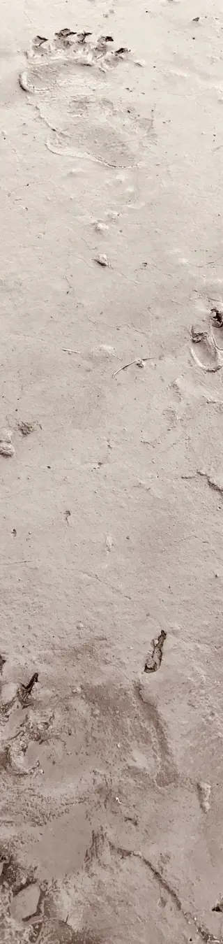 Spuren von einem Bär